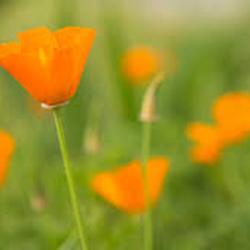 Orange Poppies