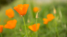 Orange Poppies